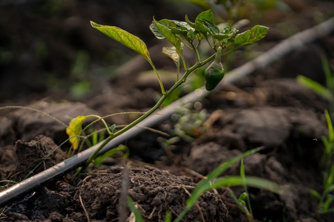 Drip irrigation line watering a crop